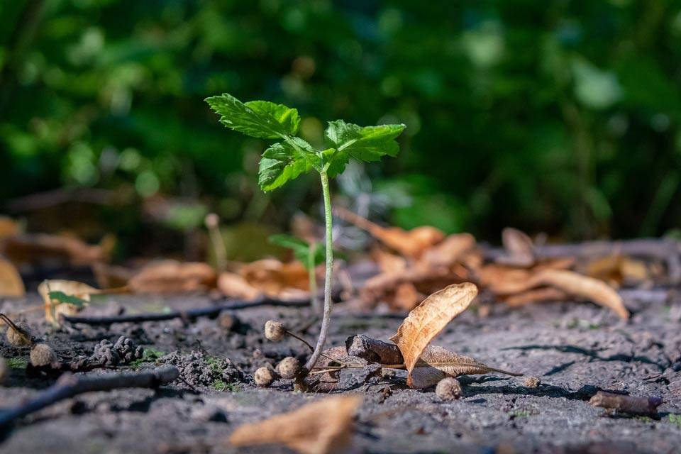 small plant growing through hard ground to show the difficulty in growing a small business in 2020. the background is a blurred hedgerowand there are fallen leaves and twigs lying on the ground .